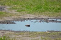 BF-Treffen_LG-20180505-0254-GaN_6256